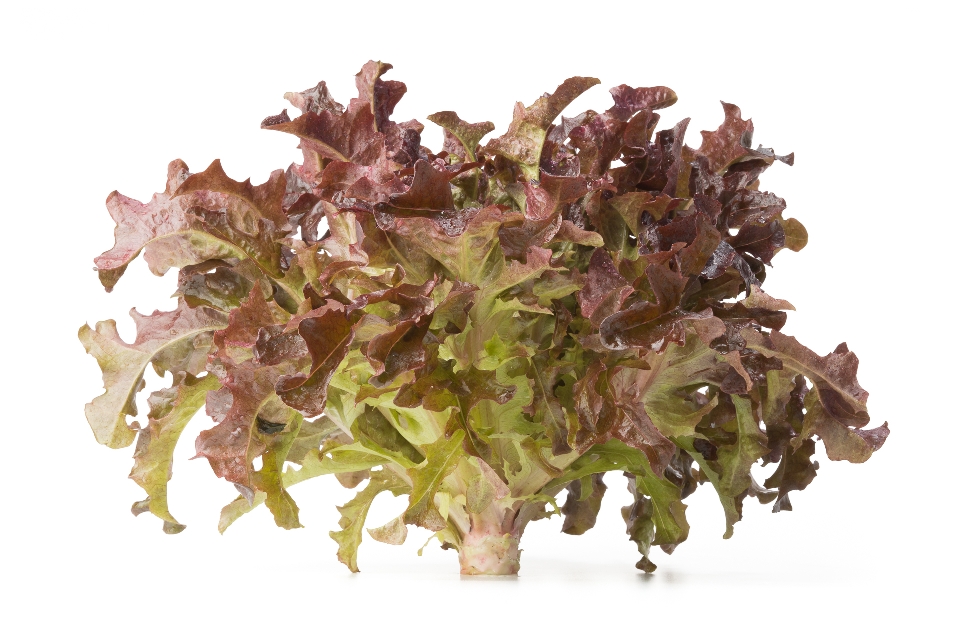 Red Oak Leaf Lettuce